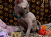 Sphynx kittens ready now