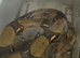 Male Boa Constrictor