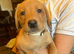 Red labs ready now