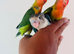 Hand reared lovebirds for sale