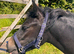 Two Dartmoor Hill Fillies for Sale