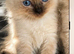 Ragdoll kitten ragdoll kittens seal