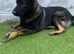 DDR German Shepherd