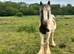 Cob filly