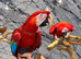 Stunning HandReared Hand Tame Talking Greenwing Parrot.