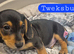 Cuties ready now Dacshund x babies
