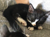 10 week old kittens