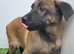 Belgium Shepherd puppies for sale