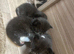 ️Kittens️Fur babies looking for their forever homes
