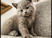 Chunky Pedigree British Shorthair kittens