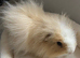 Male Swiss Guinea Pigs x2