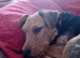 Patterdale terrier