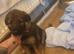 German shepherd x female pup