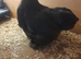 3 bantam chickens