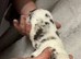 Lurcher cross saluki puppies