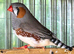 Exhibition zebra finches