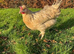 Tutti frutti point of lay pullets ( blue egg layers)