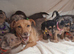 ♡♡♡8 Beautiful Merle Jack Russel Puppies Ready Soon!♡♡♡