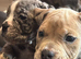 Stunning Old English Bulldog Pups
