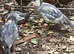 Female Muscovy Ducks