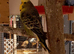 This year's budgies