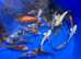 3-4 inch Koi