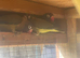 Young Masked Lovebirds