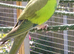 Princess of wales parakeets