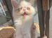 Beautiful kittens ready now