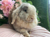 Mini lop adults