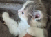 1 female rag doll kitten left