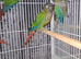 Conures