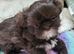 Imperial Chocolate Shih tzu girls