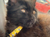 Male Main coon kitten