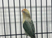 Beautiful Green Lovebirds Available.