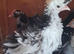 Pekin pullets