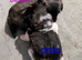 Shihpoo/shihpoochon/shihchon hybrid puppies