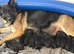 KC German shepherd puppies