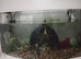 Water Turtle Yellow bellied slider couple