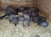 Ferret kits for sale...........reserve now ready in about 3-4 weeks
