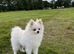 Pomeranian white male 10 months old