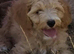 Stunning litter of red and champagne coloured cavapoos puppies