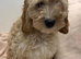 Quality Show Cockapoo Puppies