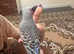 Love baby budgie in  Dagenham in Barking and Dagenham