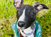 Stunning Affection Female Whippet 1 Year
