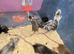 Fancy Mice Babies available, Mostly Females
