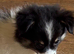 Stunning Long Haired Chihuahua Puppies For Sale