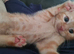 Beautiful 8 week old kittens