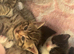 Male tabby kitten