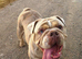 English bulldog girl- Runs On Dreams – Available